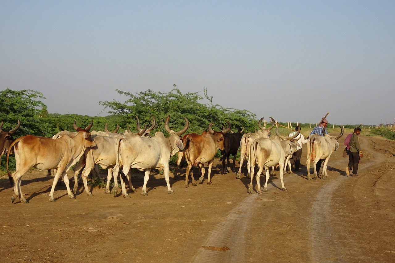 The leaders of Yoruba socio-cultural organisation, Afenifere, yesterday ordered killer Fulani herdsmen to vacate the southwest or face consequences.