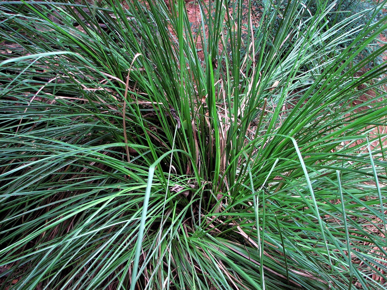 Research institute develops erosion-control grass