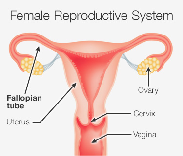 Immunological Causes Of Infertility Part 1