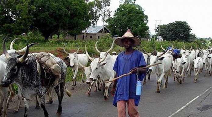Oyo: Fulani Herdsmen Vow To Go To Court Over Grazing Bill