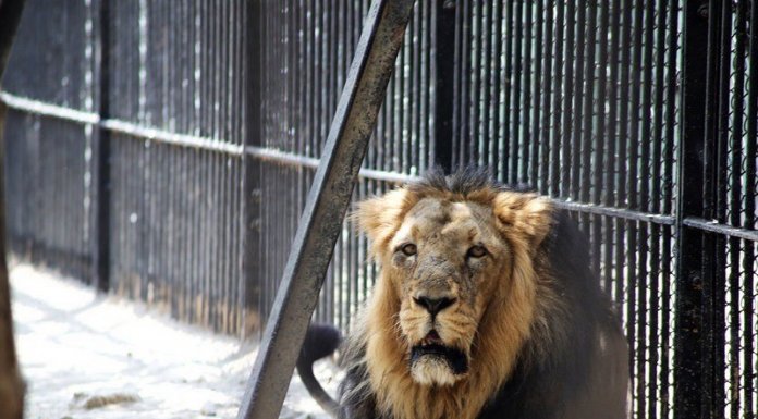 Escaped Kano Lion Sedated, Yet To Be Returned To Cage