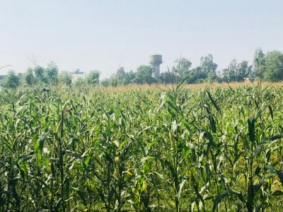 Farmers Worry Over Changing Rainfall Pattern