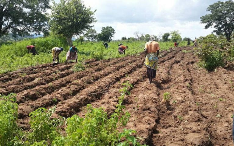Farmers