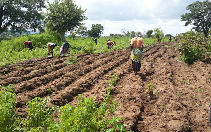 Farmers