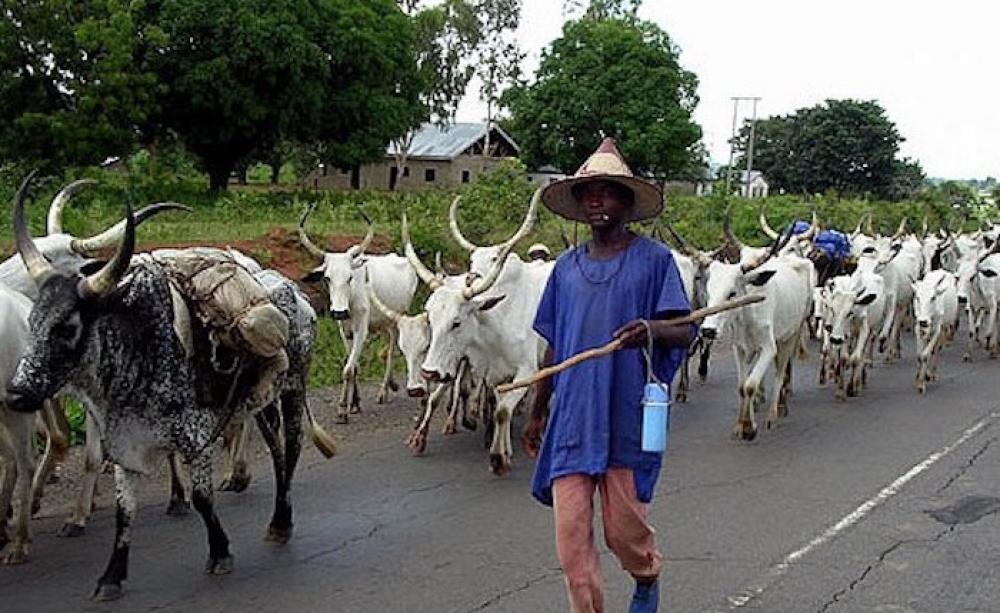 Cattle