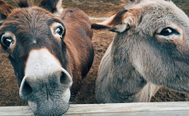 donkeys