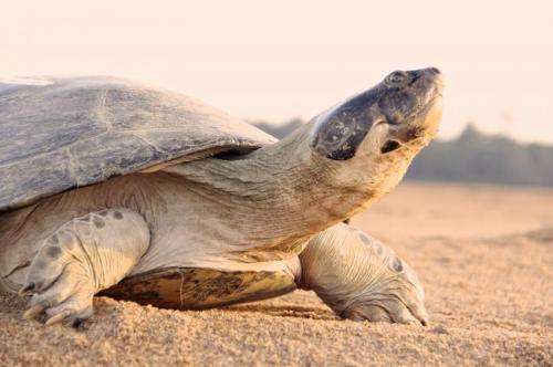 Turtle