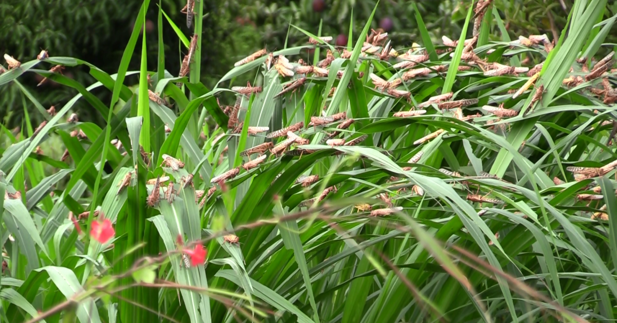 Locusts