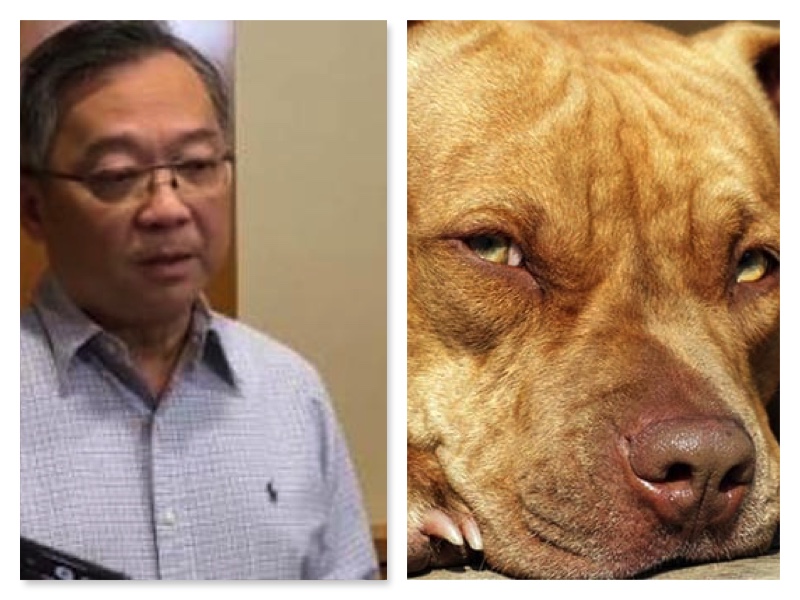 American Man Teaches Pitbull Dog How To Drive