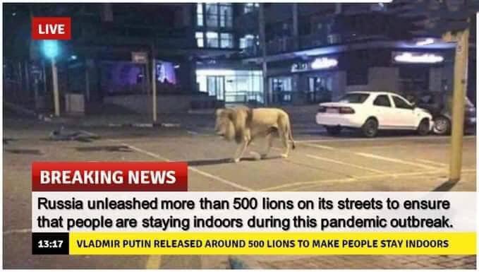 Fact Check - Has Putin Released Lions On Russia Streets