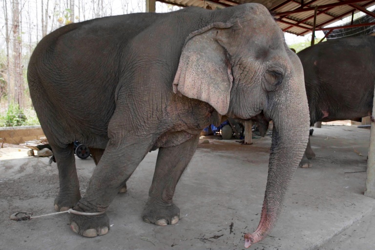 elephants Hungry And In Chains, Thai's Tourist Elephants Face Crisis