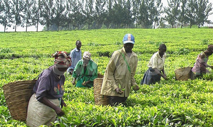 Coronavirus - Mitigating Africa’s Imminent Food Crisis