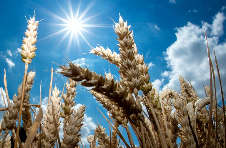 Does Sunlight Rapidly Destroy The Coronavirus
