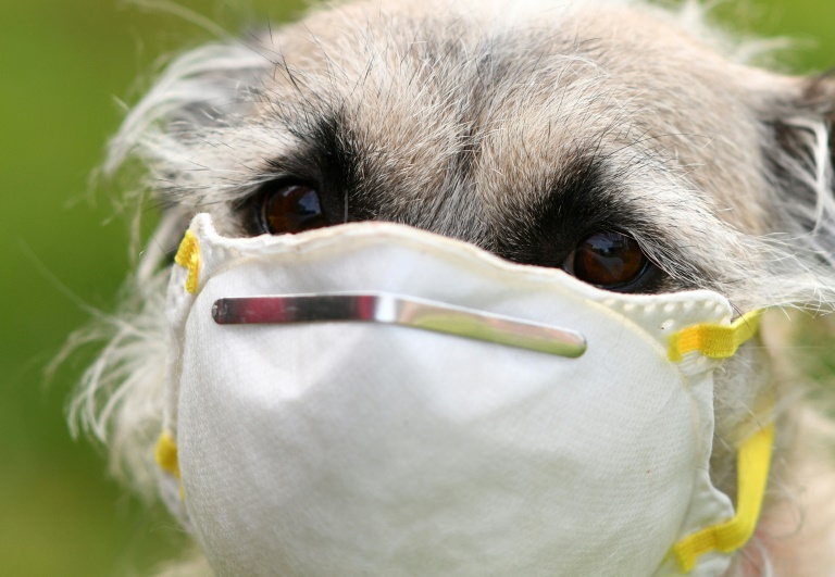 Dogs Detect COVID-19 Canines Undertake Training