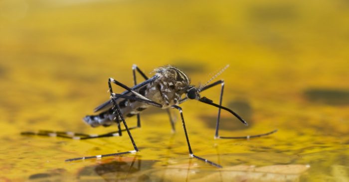 Trouble - WHO Announces Another Virus Outbreak In Sudan