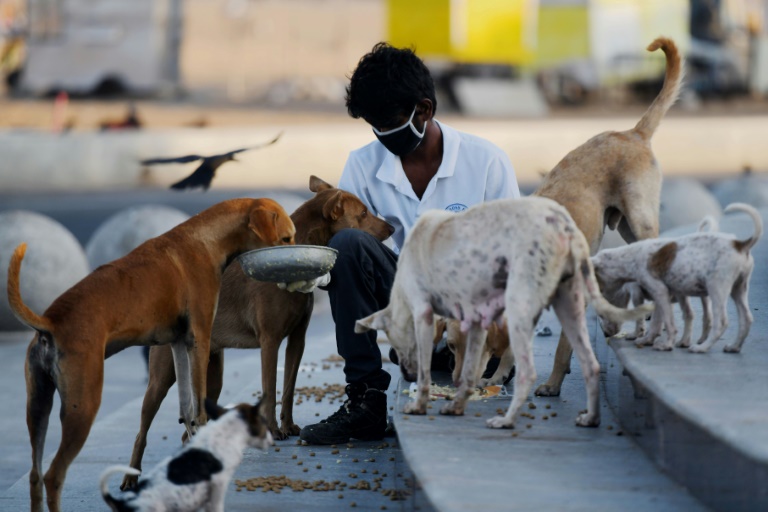 Animal Lovers Take To India's Streets To Feed Strays