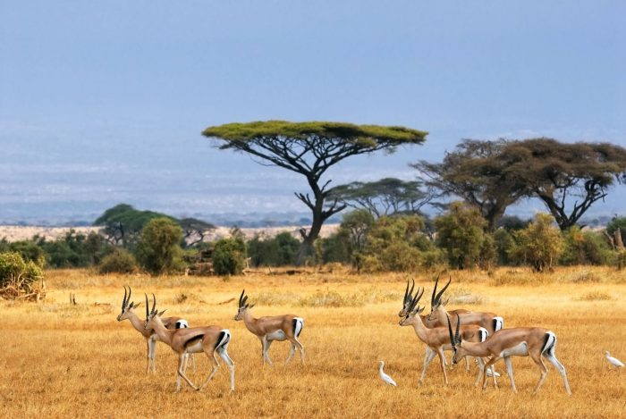 Coronavirus Hits Africa’s Safari Industry, Jobs Lost And Parks Deserted