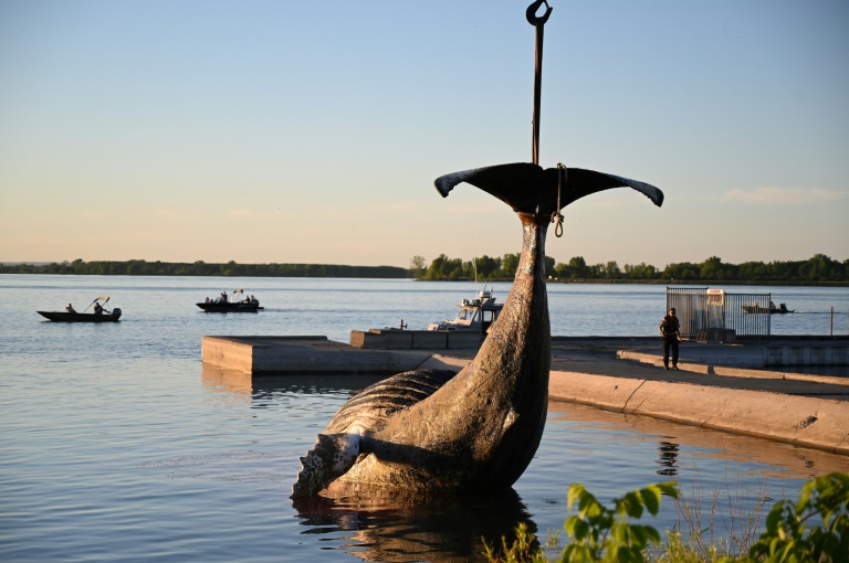 Wayward whale that swam 400km upriver to Montreal found dead