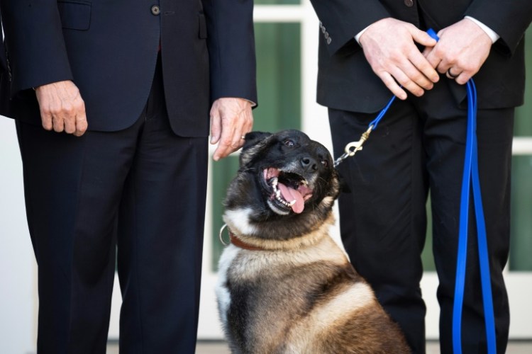 German Army To Use Dogs To Sniff Out COVID-19