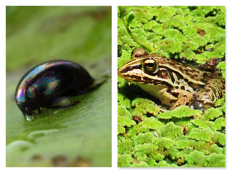 Beetle swallowed by frog survives, comes out via anus