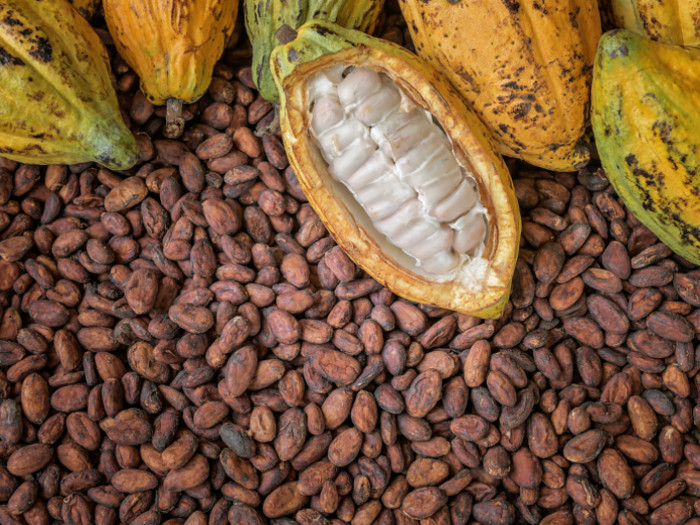Starting A Cocoa Business In Nigeria And Profiting From It
