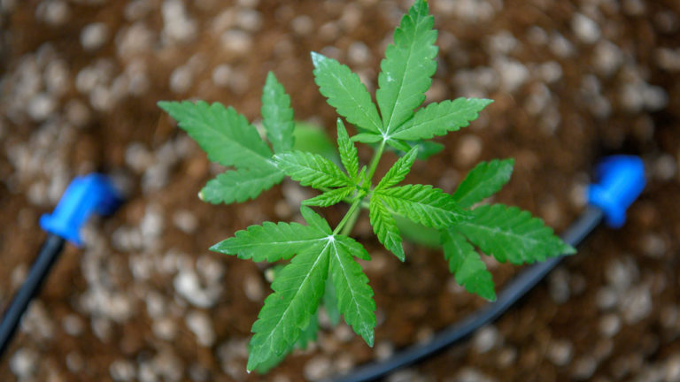 Rwanda to grow medical cannabis, strictly for export