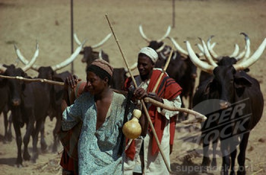 Anger As Suspected Herdsmen Kill 7 In Edo