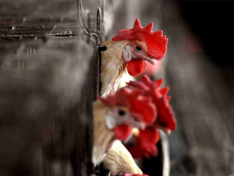 Bird Flu First Case Of H5N8 Bird Flu Detected In Humans