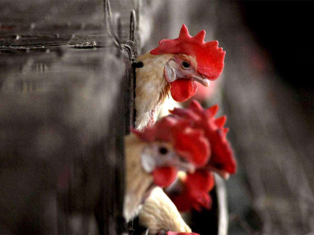 Bird Flu First Case Of H5N8 Bird Flu Detected In Humans