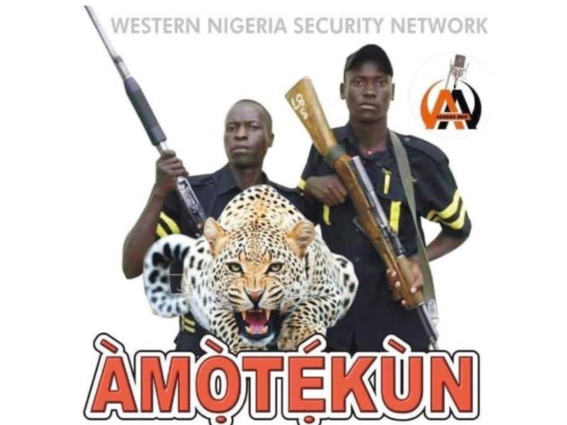 Ondo 200 Cows Seized, Two Herders Arrested For Crops Damage
