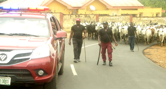 Ondo Amotekun Arrests Nine Herders, Sieze 100 Cows