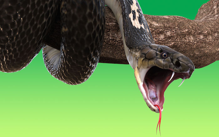 Benue Hospital Records Over Over 700 Snake Bites In 2020