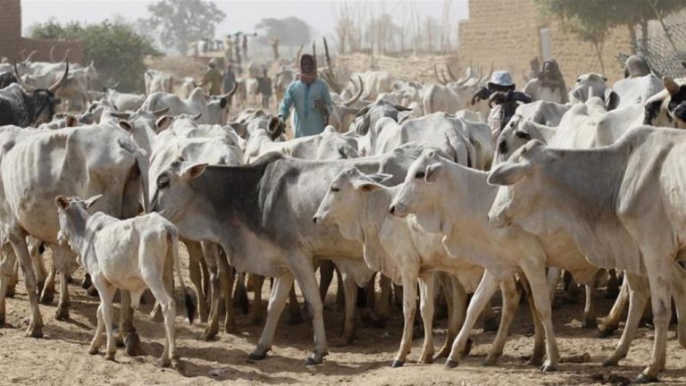 Fulanis Can Graze Anywhere In Nigeria - Fulani Group Insists