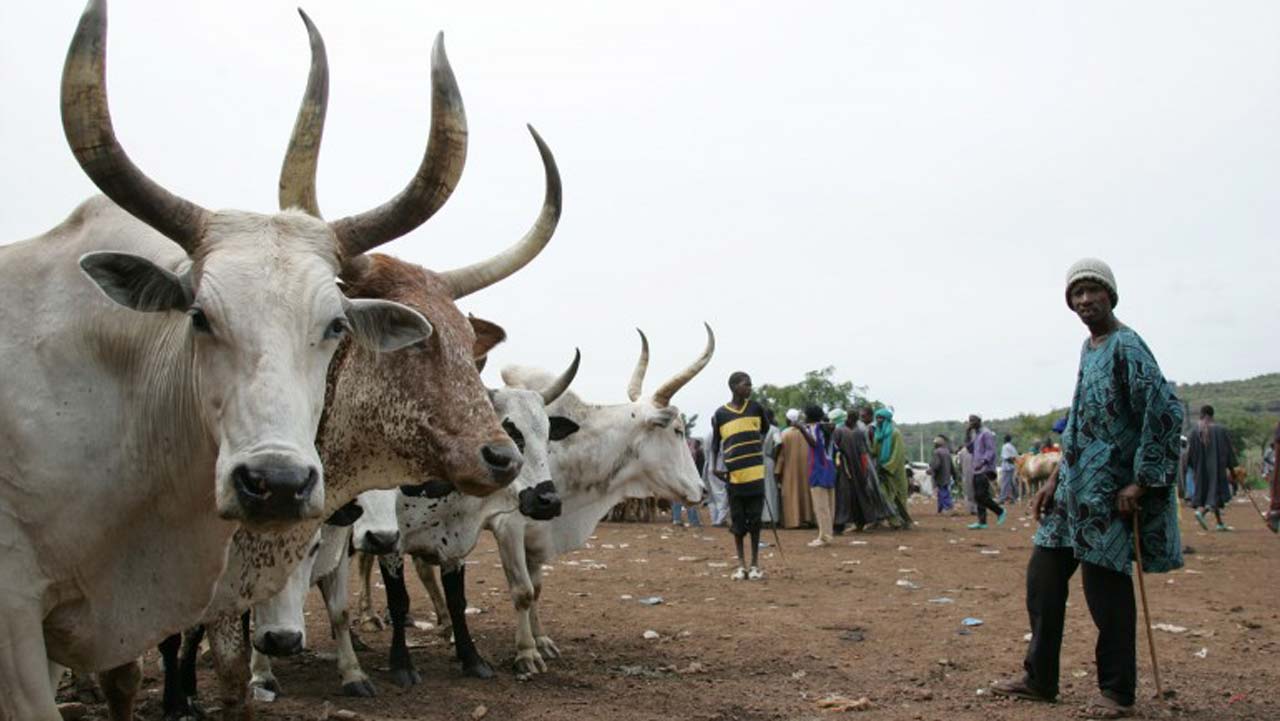 RUGA Will Solve Security Challenges In Zamfara – DG