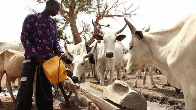 Killer Herders Are Backed By Miyetti Allah - Cattle Dealers