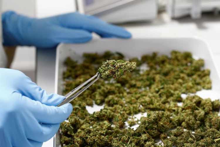 Morocco Legalises Medicinal Cannabis