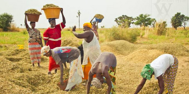 Nigeria Now Self-Sufficient In Rice, Ready For Export — RIFAN