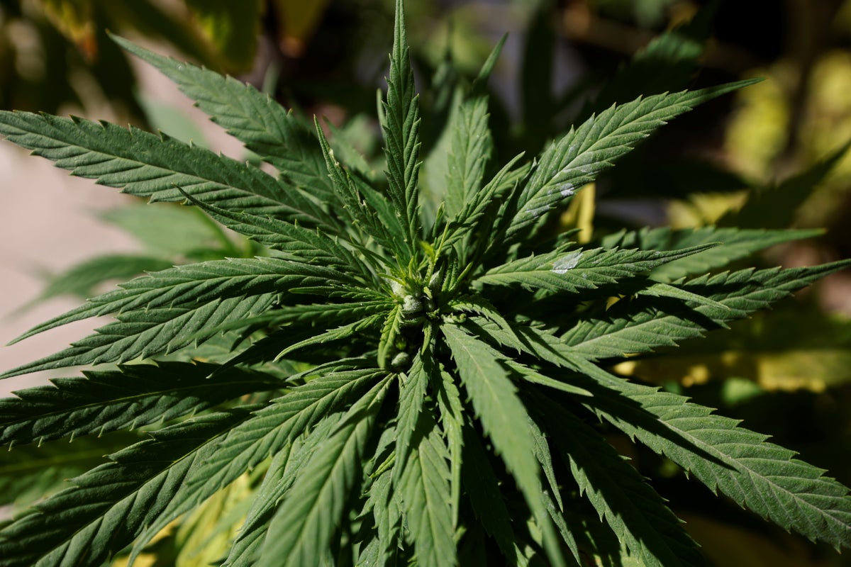 Over 15.2m Nigerians Use Cannabis, Opioids — CADAM