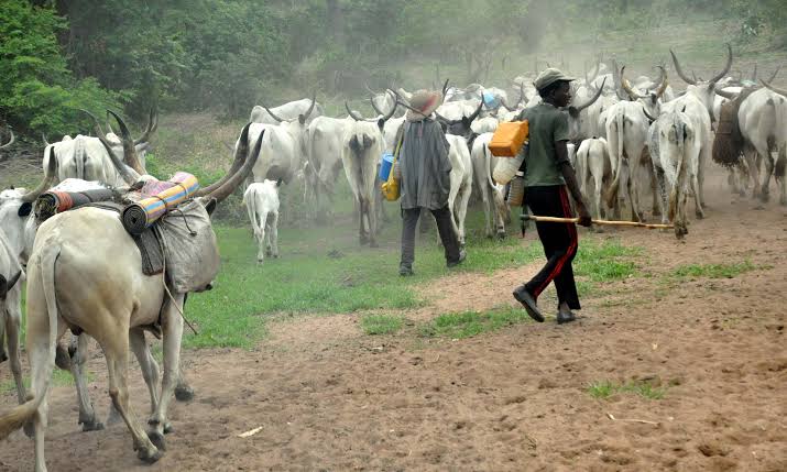 Stop Enacting Anti-Open Grazing Laws, Miyetti Allah Blows Hot