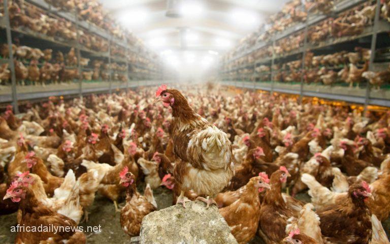 Concerns As U.S. Confirms 1st Human Case Of H5 Bird Flu