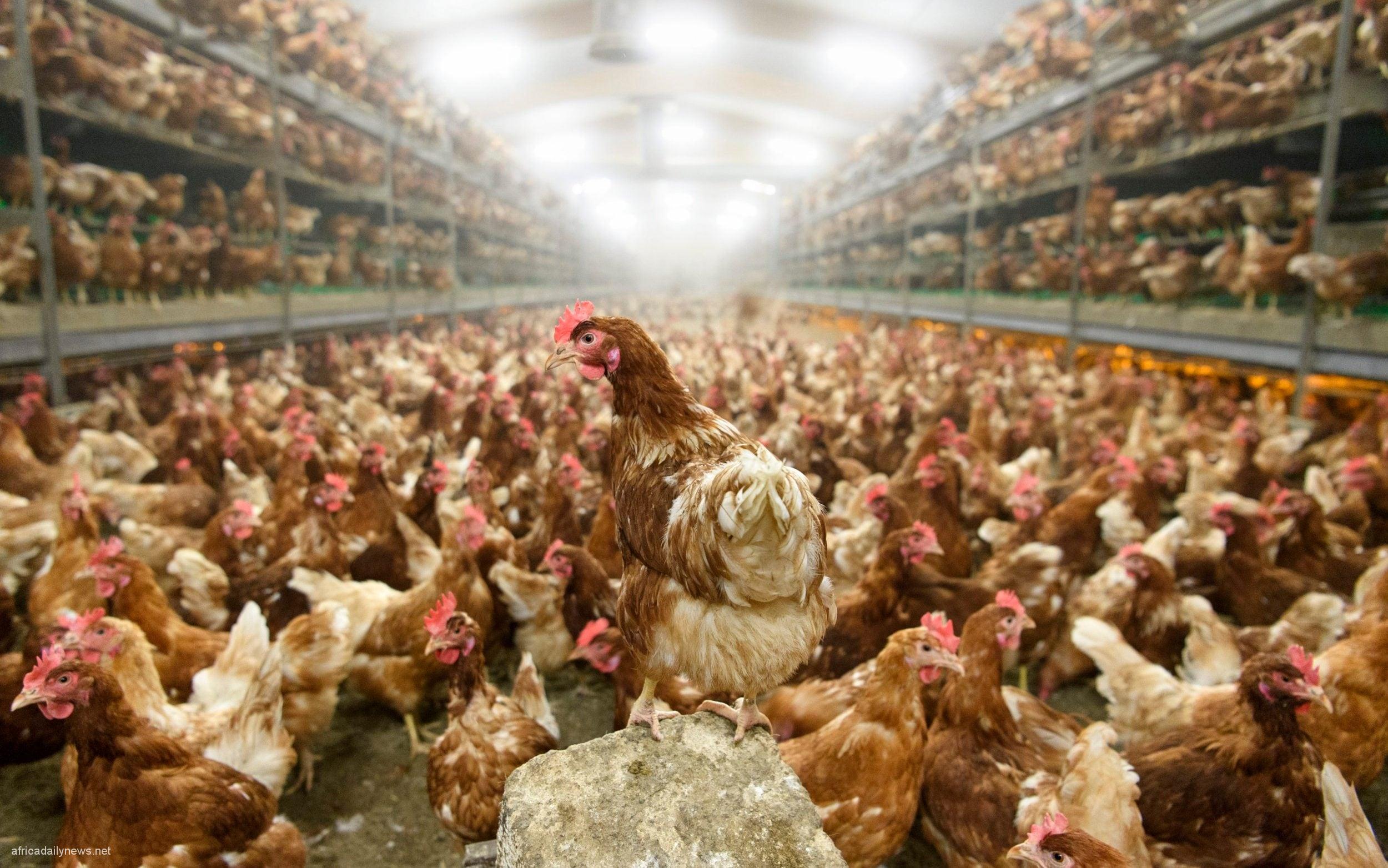 Concerns As U.S. Confirms 1st Human Case Of H5 Bird Flu