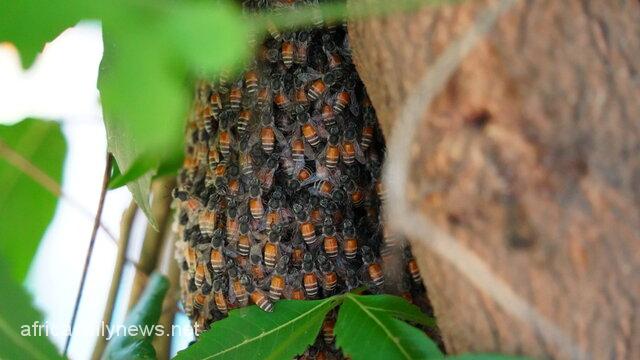 Sadness As Bees Kill 13-Year-Old Boy In Kano