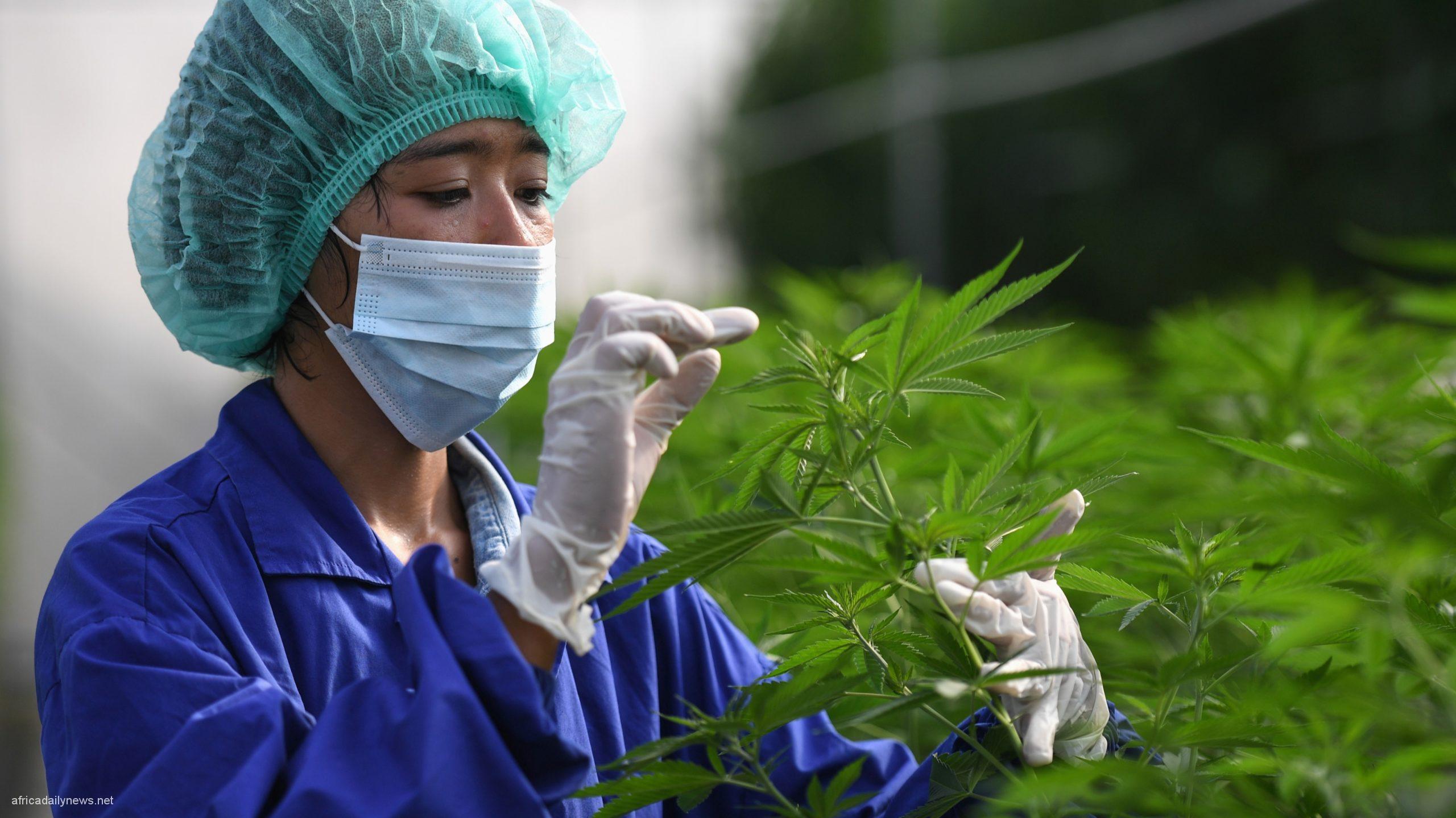 Thailand Intensifies Efforts Towards Legalising Cannabis