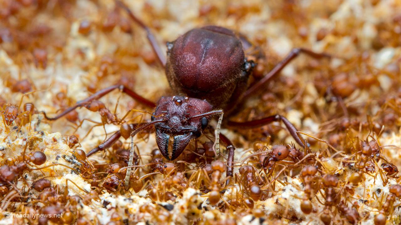 Anxiety As Somalis Smoke Ants To 'Get High'