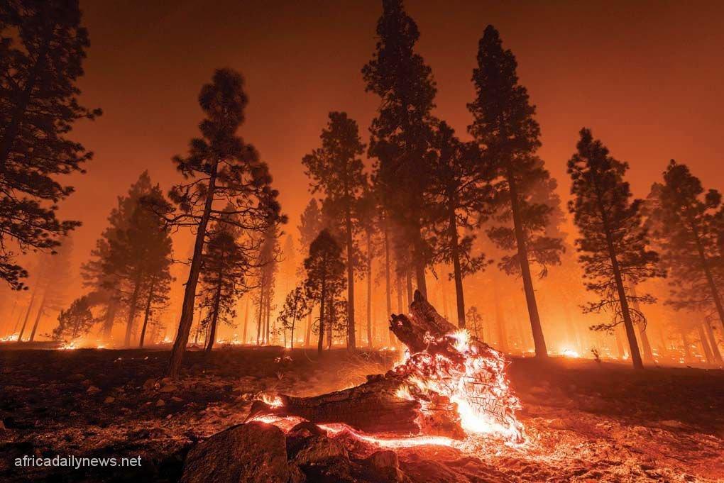 Portugal Faces Intense Forest Fires Amid Heatwave