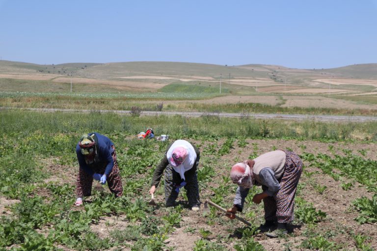 The Success Of NISSAgro App Will Depend On Extension Agents