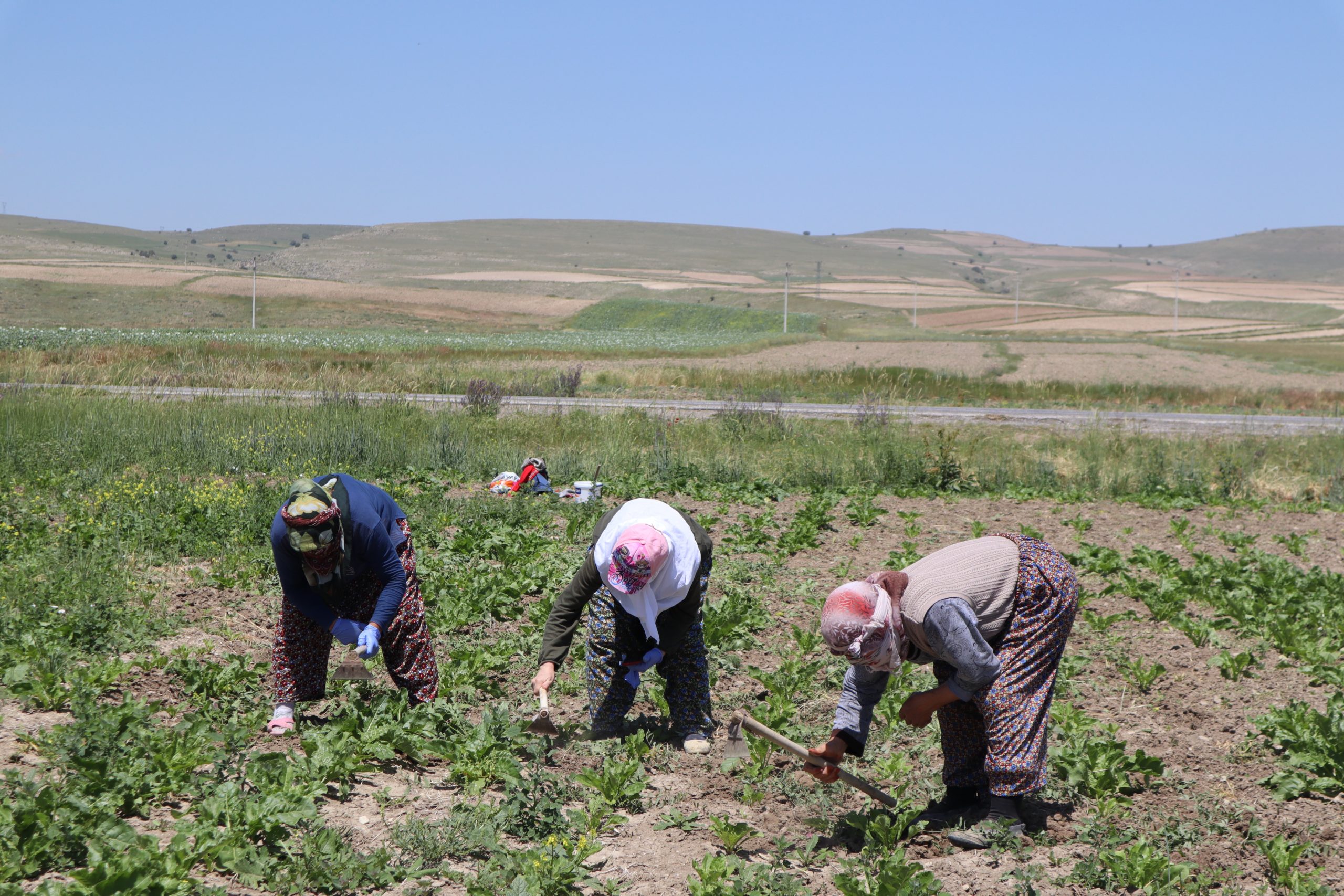 The Success Of NISSAgro App Will Depend On Extension Agents