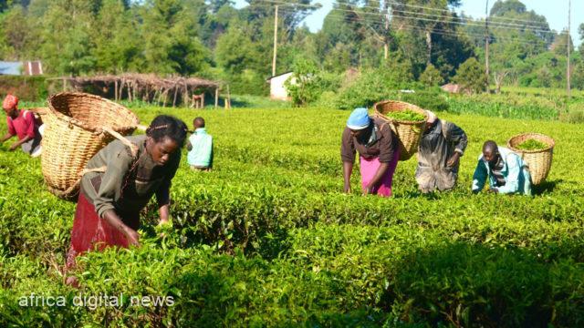 Diseases Africa Needs To Fully Return To Organic Farming