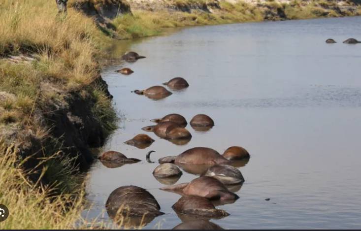 Namibia To Share Meat Of 90 Drowned Buffaloes With Locals