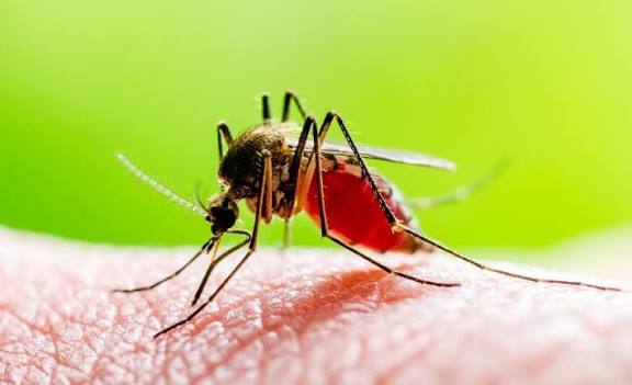 Scientists Detected Mosquitoes In Iceland For The First Time